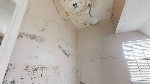 Best Mold-Related Health Consultation  in Raymondville, TX