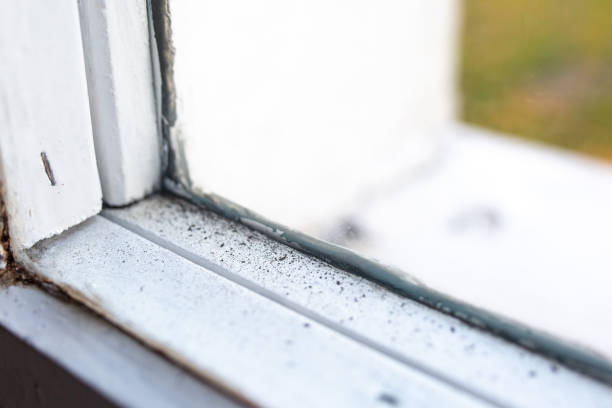 Best Real Estate Mold Inspection  in Raymondville, TX