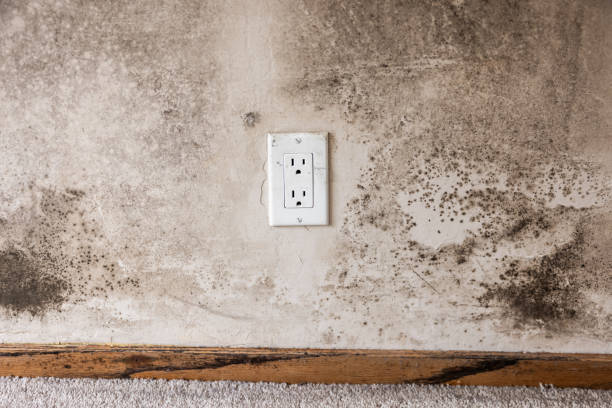 Best Post-Construction Mold Inspection  in Raymondville, TX