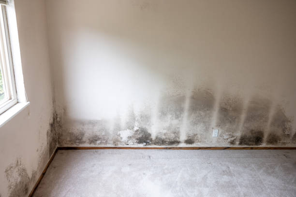 Best Forensic Mold Investigation  in Raymondville, TX